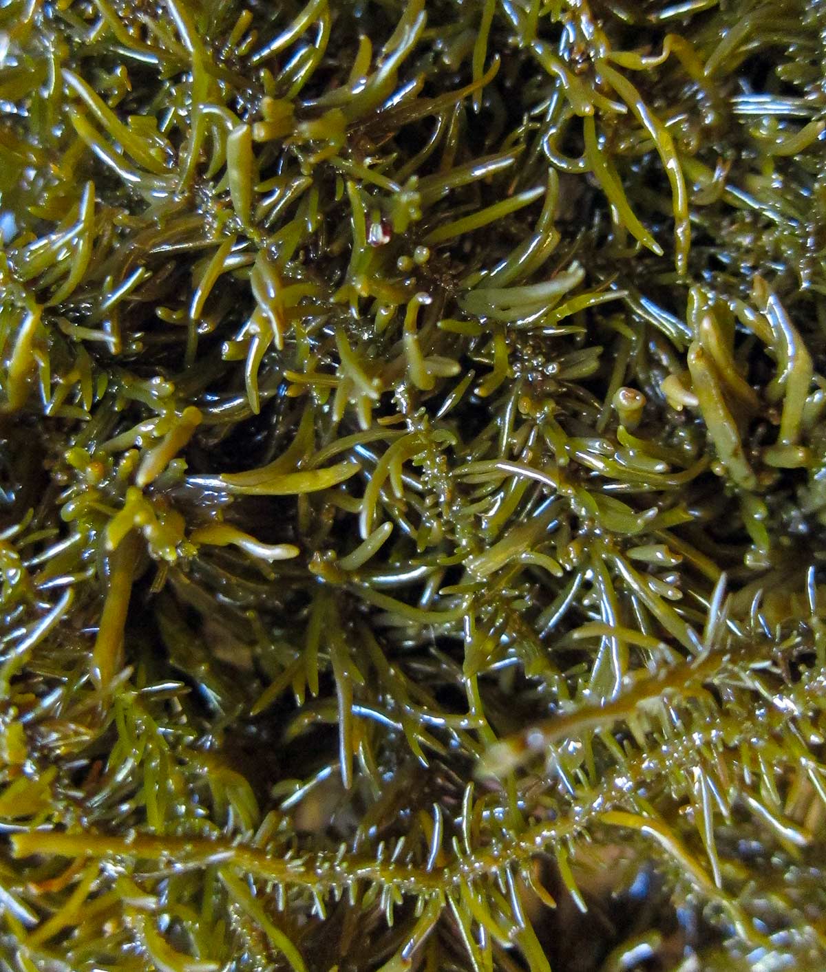 Close up of fir needle seaweed.