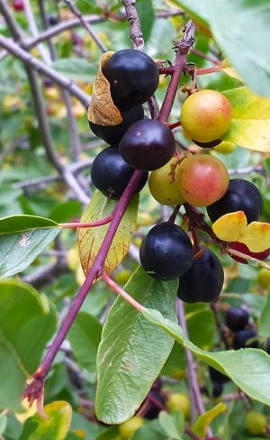 Ripe California coffeeberries