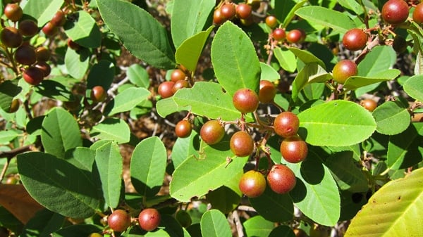 frangula californica berries unripe
