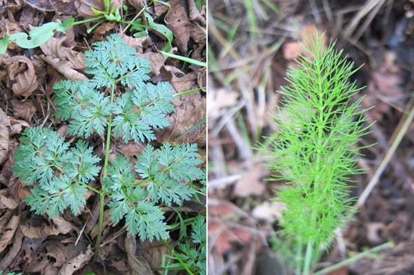 Hemlock and wild fennel side by side.