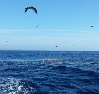Sea birds over kelp