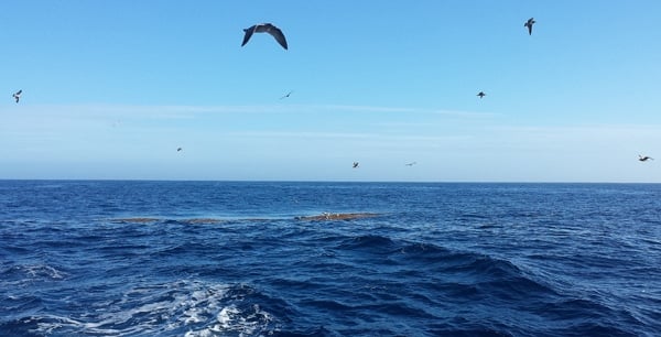 Sea birds over kelp