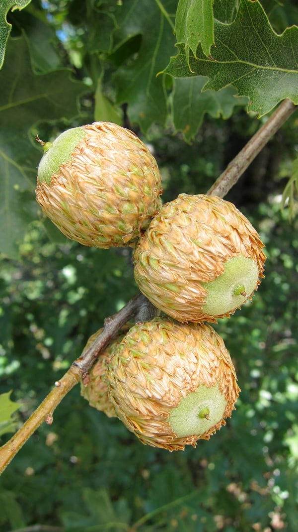 California black oak acorns How to Eat Acorns