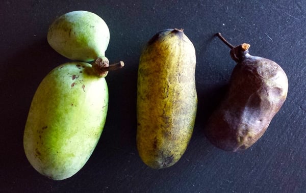 paw paw in various stages of ripeness