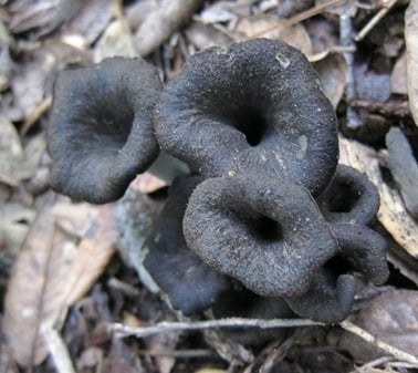 close up of black trumpet mushrooms