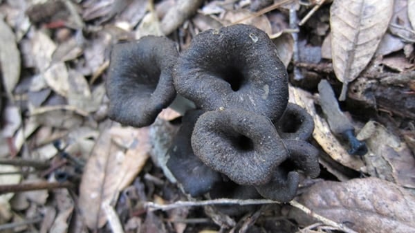 close up of black trumpet mushrooms