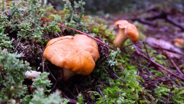 Chanterelles and Porcini Mushrooms in the Dehydrator Stock Photo