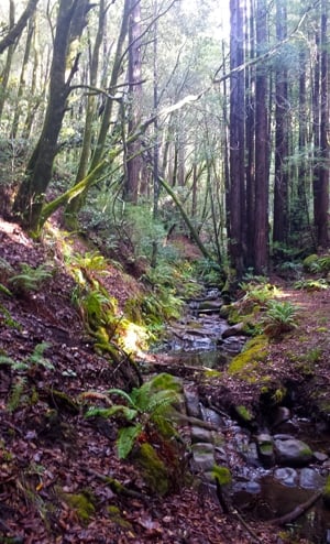 A waterfall in a forest