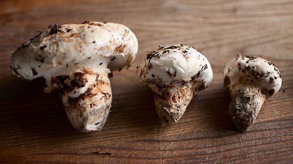 Nice matsutake mushrooms. 