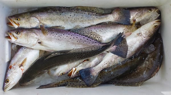 New Jersey Speckled Trout - On The Water