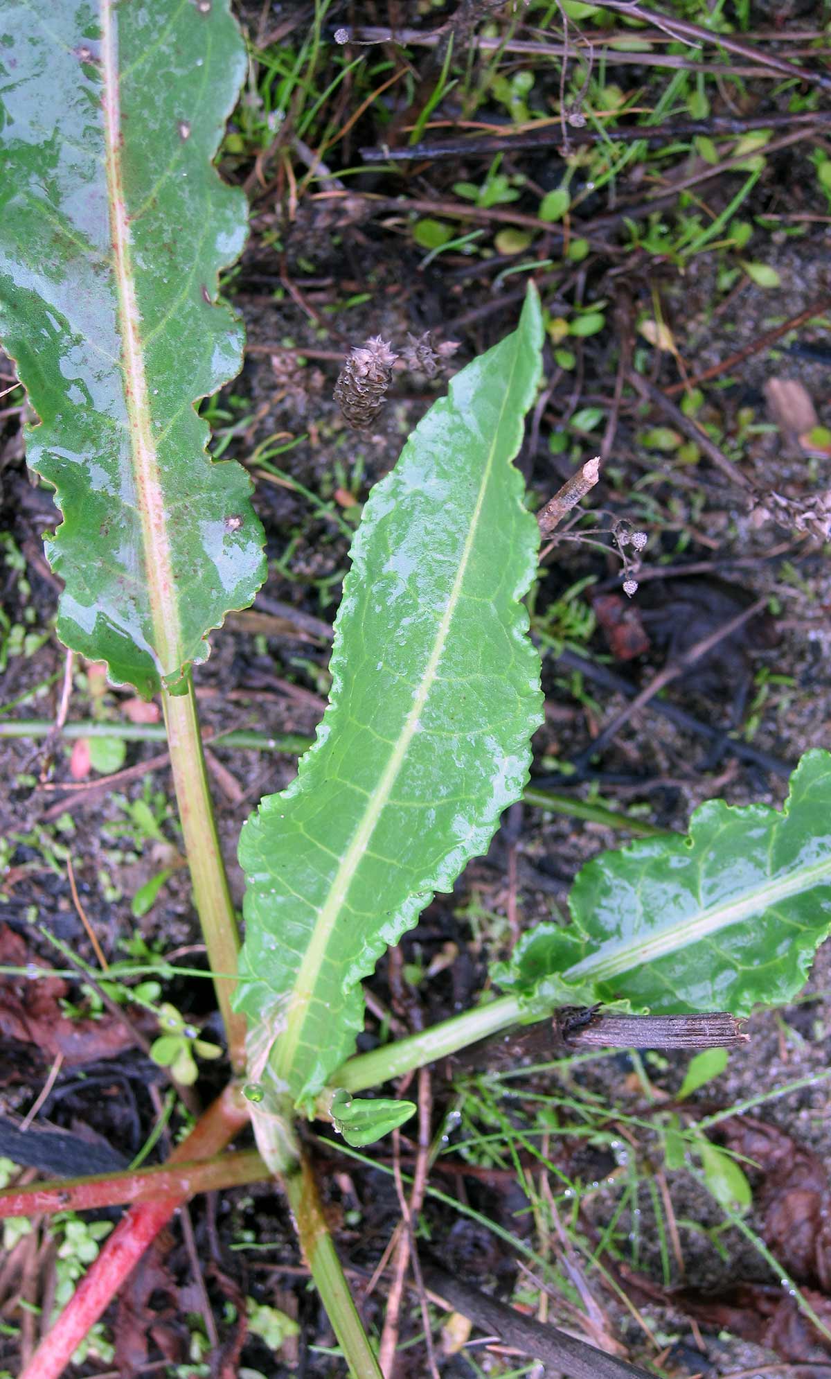 Curly dock plant growing