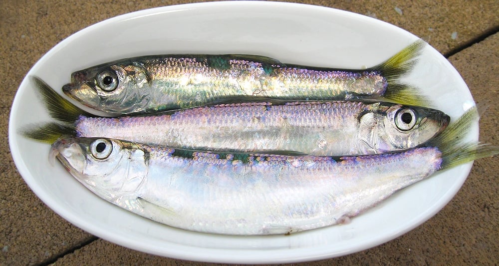 A little bowl of Pacific herring. 