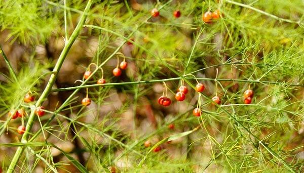 [Image: asparagus-berries-wiki.jpg]