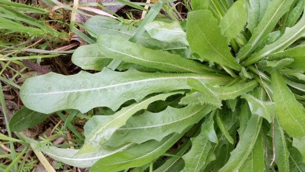 wild dandelion greens