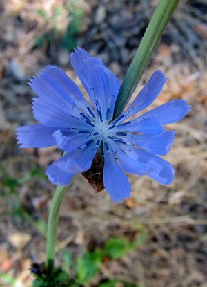 close up of chicory flower. 