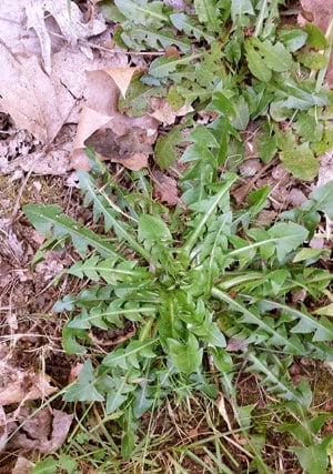 a dandelion growing