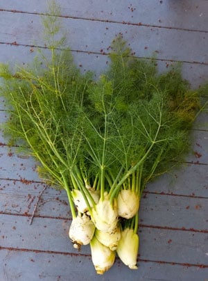 Fennel bulbs, fresh from the garden