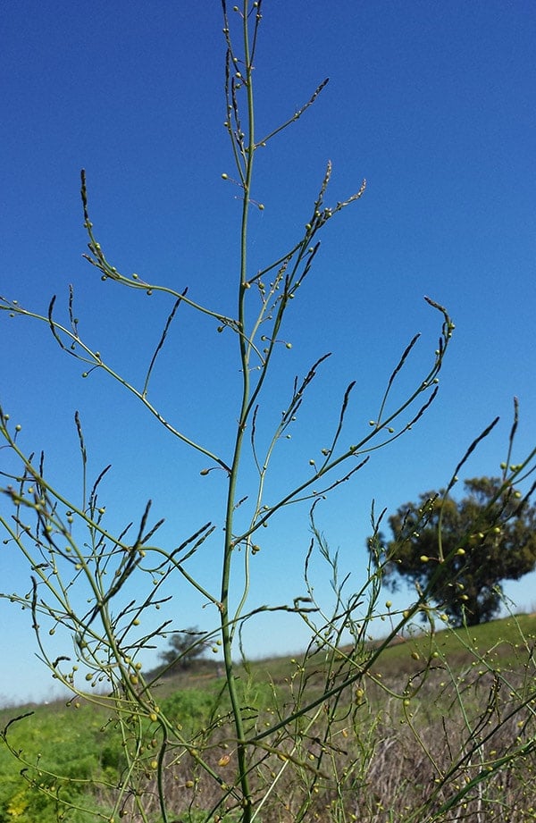 when-does-wild-asparagus-grow-in-indiana