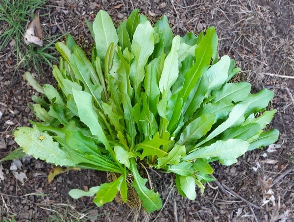 wild dandelion greens