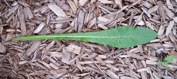 prickly lettuce leaf
