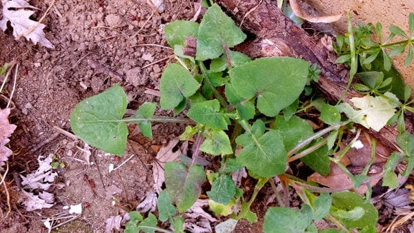 sow thistle growing