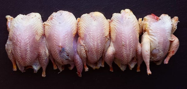 plucked quail ready to be broken down