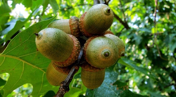 red oak acorns