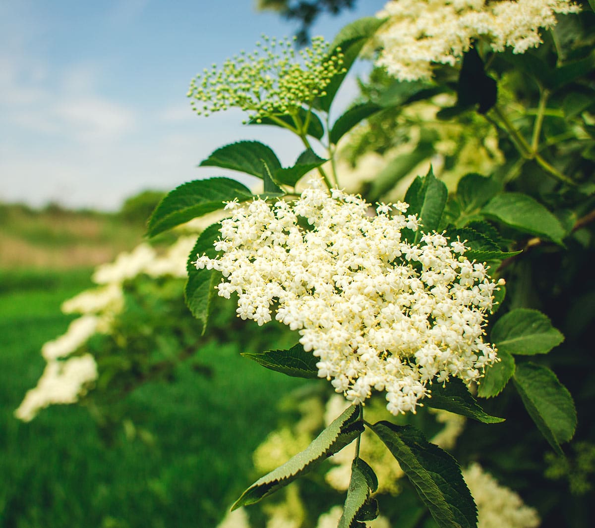 Elderflowers on the plant. 