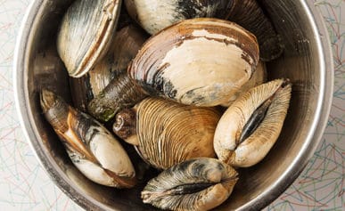 Gaper clams in a bowl
