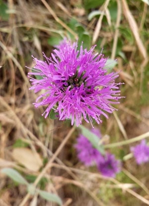 Coyote mint flower