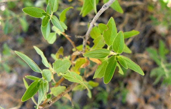 Coyote mint leaves