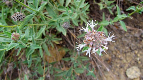 Mountain pennyroyal flowers