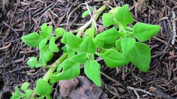 New Zealand spinach growing