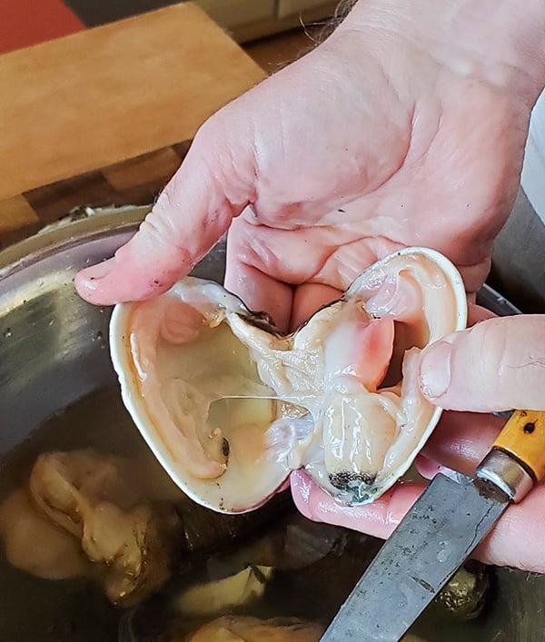 opening a Washington clam