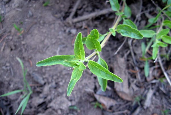 Mountain pennyroyal leaves