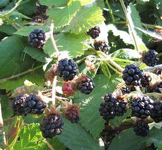 Blackberries on the bush