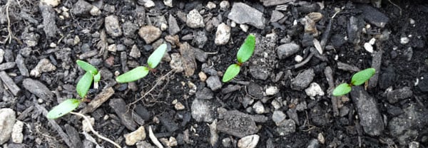 chard seedlings in the garden. 