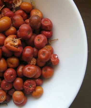 Ripe manzanita berries