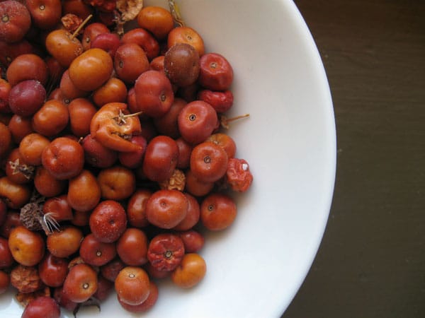 Ripe manzanita berries