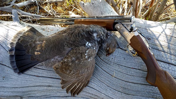 Utah blue grouse