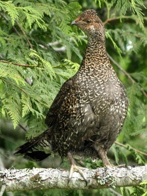 A grouse standing on a branch