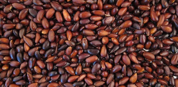 How Pine Nuts Are Harvested