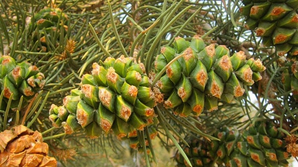 How Pine Nuts Are Harvested