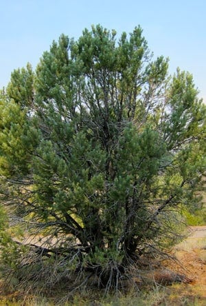 Pinus monophylla tree