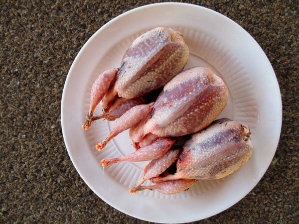 Three plucked woodcock. 