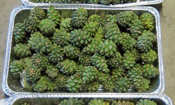 Green pinon pine cones. 