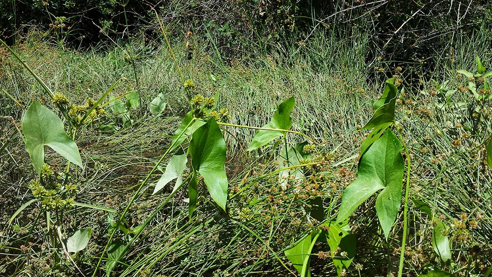wapato leaves in a marsh