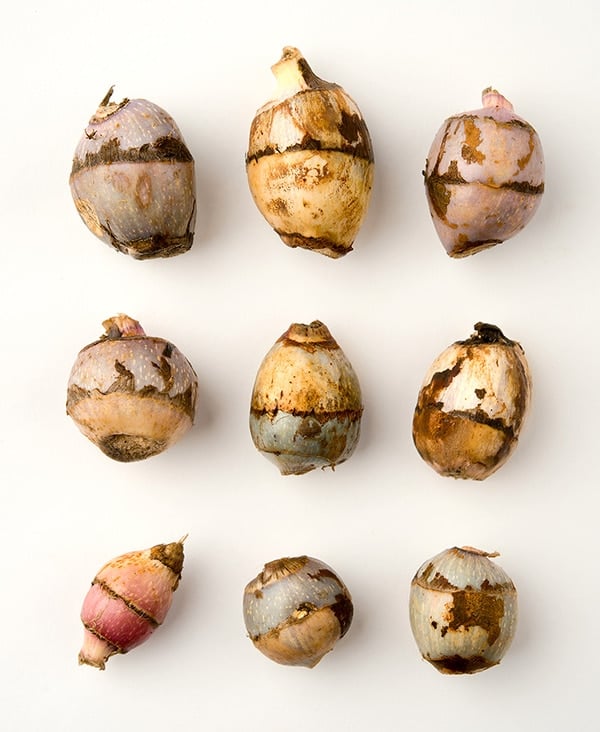 wapato tubers arranged on a table