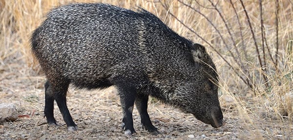 A javelina eating grass. 