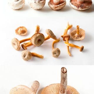 mushroom podcast art